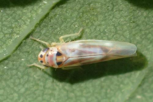 Réf. 218 054 : Arboridia sp.